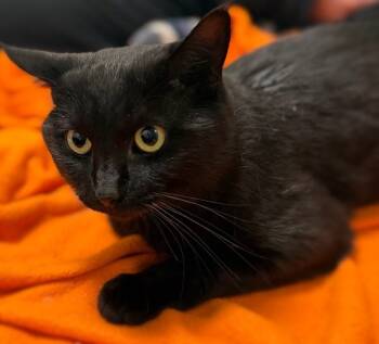 Rescue Domestic Short Hair Cats for Adoption in Sheboygan, Wisconsin - Tooka | PetCurious