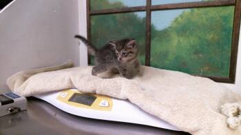 TIPSY -  Domestic Short Hair Cat for Adoption in Houston, Texas - TIPSY | PetCurious