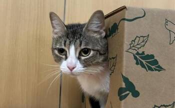 Domestic Short Hair Cats Available for Adoption in Brentwood, Missouri - VIOLET | PetCurious