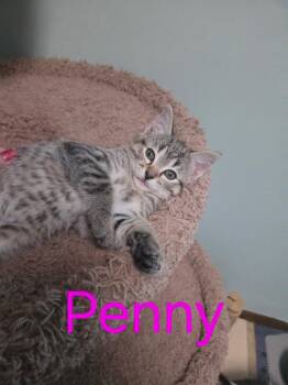 Penny -  Domestic Short Hair Cat for Adoption in Blaine, Minnesota - Penny | PetCurious