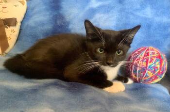 Conrad -  Domestic Short Hair Cat for Adoption in San Jose, California - Conrad | PetCurious