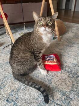 Domestic Short Hair Cats Available for Adoption in Minneapolis, Minnesota - Mingus | PetCurious