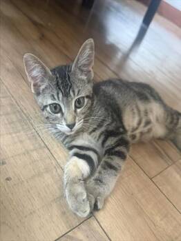 *DECLAN -  Domestic Short Hair Cat for Adoption in Woodland, California - *DECLAN | PetCurious