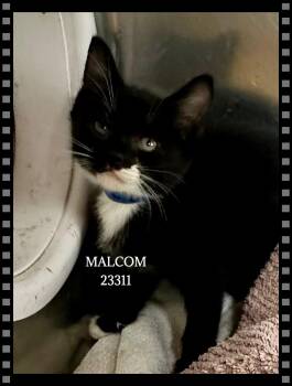 MALCOM -  Domestic Short Hair Cat for Adoption in Marietta, Georgia - MALCOM | PetCurious