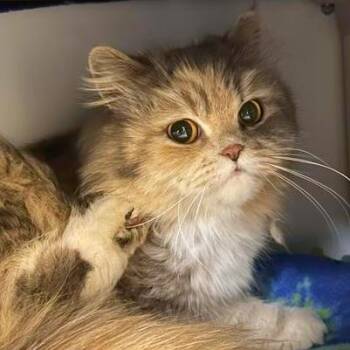 Persian and Domestic Short Hair Cats Available for Adoption in Woodinville, Washington - Rosie | PetCurious