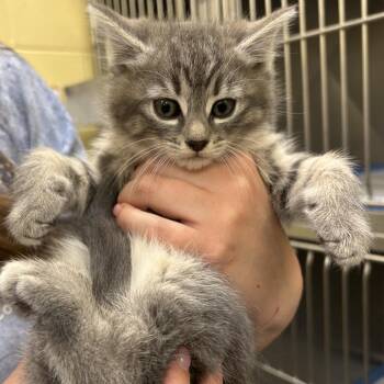 Sunshine -  Domestic Short Hair Cat for Adoption in Dover, New Hampshire - Sunshine | PetCurious