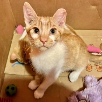 Peekaboo (Bonded with Babyface) -  Domestic Short Hair Cat for Adoption - Peekaboo (Bonded With Babyface) | PetCurious