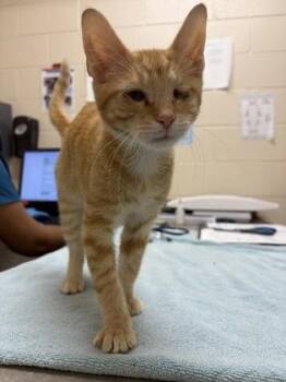 Colt -  Domestic Short Hair Cat for Adoption in Westland, Michigan - Colt | PetCurious
