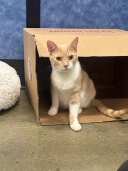 Domestic Short Hair Cats Available for Adoption in Franklin Township, New Jersey - Hansel | PetCurious