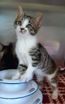 Domestic Short Hair Cats Available for Adoption in Georgetown, Ohio - Lark | PetCurious