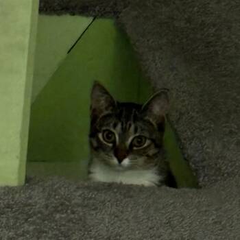 Rescue Domestic Short Hair Cats for Adoption in Buffalo, New York - Amira | PetCurious