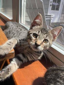 Bubba -  Domestic Short Hair Cat for Adoption in Scott, Louisiana - Bubba | PetCurious