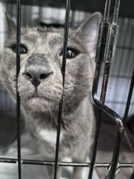 Domestic Short Hair Cats Available for Adoption in Simcoe, Ontario - Drax | PetCurious