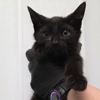 Chocolate Pie -  Domestic Medium Hair Cat for Adoption in Abilene, Texas - Chocolate Pie | PetCurious