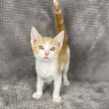 Racing Stripes - Andrea foster -  Domestic Short Hair Cat for Adoption in Social Circle, Georgia - Racing Stripes - Andrea Foster | PetCurious