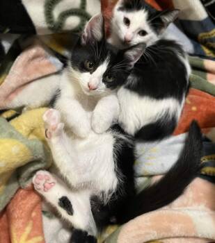 Domestic Short Hair Cats Available for Adoption in Philadelphia, Pennsylvania - Kewpie | PetCurious
