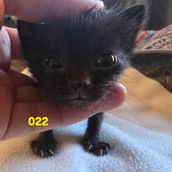 Izabella -  Domestic Short Hair Cat for Adoption in Spokane, Washington - Izabella | PetCurious