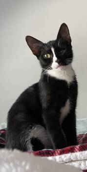 Domestic Short Hair Cats Available for Adoption - Meet PJ - All Vim And Vigor | PetCurious