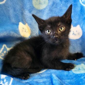 Hook -  Domestic Short Hair Cat for Adoption in Mt. Juliet, Tennessee - Hook | PetCurious