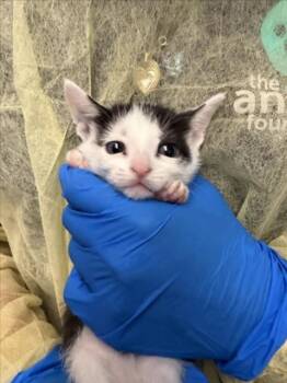 RACLETTE -  Domestic Short Hair Cat for Adoption in Las Vegas, Nevada - RACLETTE | PetCurious