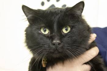 Rescue Domestic Long Hair Cats for Adoption in Mountain Home, Arkansas - Lunar | PetCurious