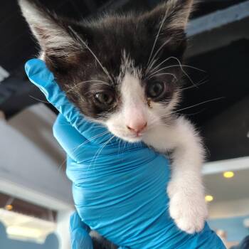 Mei Lee -  Domestic Short Hair Cat for Adoption in San Jose, California - Mei Lee | PetCurious