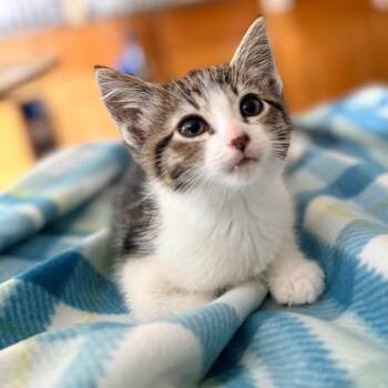 Roman -  Domestic Short Hair Cat for Adoption in Blackfoot, Idaho - Roman | PetCurious