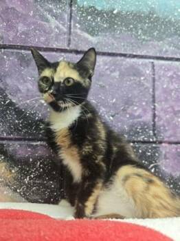 Cora -  American Bobtail and Domestic Short Hair Cat for Adoption in Savannah, Georgia - Cora | PetCurious