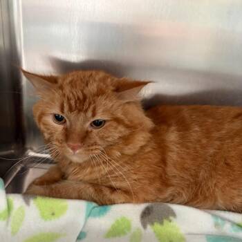 Tonka -  Domestic Long Hair Cat for Adoption in West Des Moines, Iowa - Tonka | PetCurious