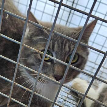 Domestic Short Hair Cats Available for Adoption - Evans 1 | PetCurious