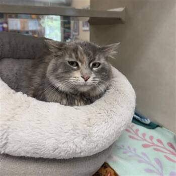 DUSTY ROSE -  Domestic Medium Hair Cat for Adoption in Frisco, Colorado - DUSTY ROSE | PetCurious