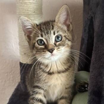Kit Kat -  Domestic Short Hair Cat for Adoption in Fort Lauderdale, Florida - Kit Kat | PetCurious