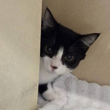 Tammy -  Domestic Short Hair Cat for Adoption in Voorhees Township, New Jersey - Tammy | PetCurious