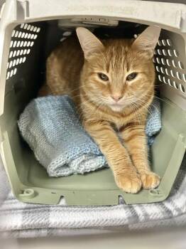 Boga -  Domestic Short Hair Cat for Adoption in Muskegon, Michigan - Boga | PetCurious