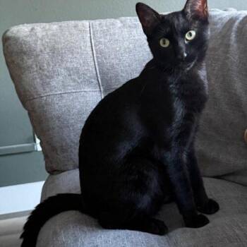 Bruce -  Domestic Short Hair Cat for Adoption in Tampa, Florida - Bruce | PetCurious