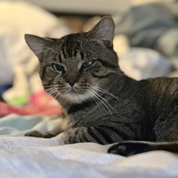 Rescue Domestic Short Hair Cats for Adoption in Alexandria, Virginia - Flapjack | PetCurious
