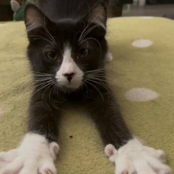 Katsu -  Domestic Short Hair Cat for Adoption in Tempe, Arizona - Katsu | PetCurious
