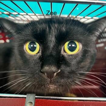 Zee -  Domestic Medium Hair Cat Available for Adoption - Zee | PetCurious