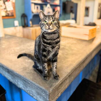 Rescue Domestic Short Hair Cats for Adoption - Whiskers Saratoga | PetCurious