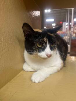 Rescue Calico Cats for Adoption in Marion, Indiana - Morocco | PetCurious