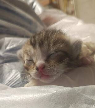 Domestic Short Hair Cats Available for Adoption in Ocala, Florida - A380030 | PetCurious