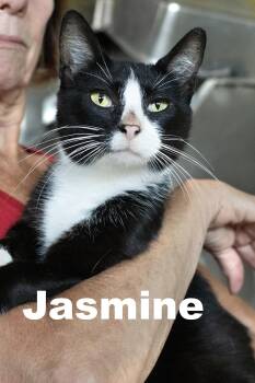 Rescue Tuxedo Cats for Adoption in Macomb, Illinois - Jasmine | PetCurious