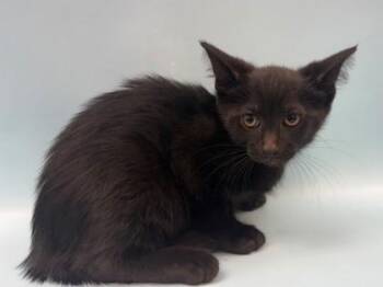 Bobby -  Domestic Short Hair Cat for Adoption in Woodbury, Minnesota - Bobby | PetCurious