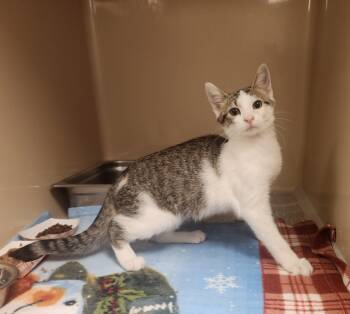 Sylvie -  Domestic Short Hair Cat for Adoption in Clayton, New Jersey - Sylvie | PetCurious
