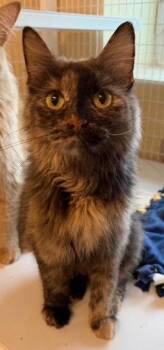 Brandy -  Domestic Short Hair and Tortoiseshell Cat for Adoption in Williamsburg, Iowa - Brandy | PetCurious