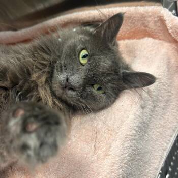 Matilda -  Domestic Long Hair Cat for Adoption in Bentonville, Arkansas - Matilda | PetCurious