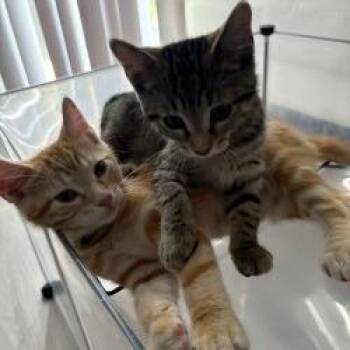 Ares -  Domestic Short Hair Cat for Adoption in West Palm Beach, Florida - Ares | PetCurious