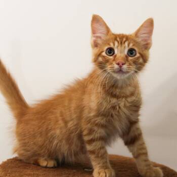 Carrot -  Domestic Medium Hair Cat for Adoption in Newport Beach, California - Carrot | PetCurious