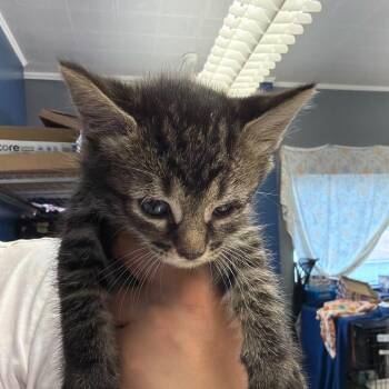 Domestic Medium Hair Cats Available for Adoption in Summerlee, West Virginia - Daphne | PetCurious