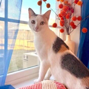Domestic Short Hair and Calico Cats Available for Adoption - Chiquita Arredondo | PetCurious